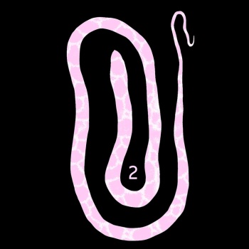 [Tonchisuke] Sea snake cover